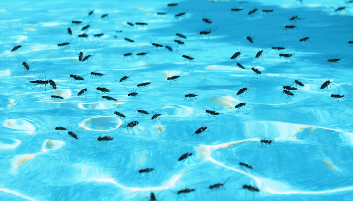 découvrez des techniques efficaces et naturelles pour éliminer l'invasion de petits insectes noirs dans votre piscine et profiter d'une eau claire et saine tout l'été.